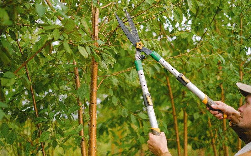 Tree trimming in Allakaket, AK